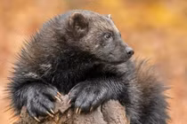 Phát khiếp với loài thú được mệnh danh 'ác quỷ phương Bắc' 