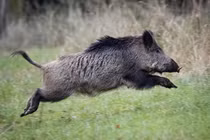 Top sự thật lý thú về loài lợn rừng Việt Nam 