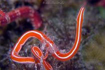 Khám phá giun vòi: kẻ săn mồi biển độc đáo với khả năng tái sinh ấn tượng