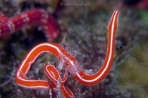 Khám phá giun vòi: kẻ săn mồi biển độc đáo với khả năng tái sinh ấn tượng