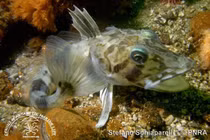 Cá băng Nam Cực: Sinh vật trong suốt thích nghi với môi trường cực lạnh