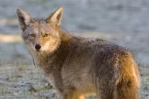 Chó sói đồng cỏ, loài săn mồi thích nghi, xuất hiện nhiều ở Bắc Mỹ