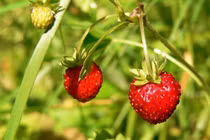 Loài cây dại là 'tổ tiên' của mọi giống dâu tây 