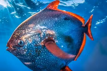 Cá mặt trăng vây đỏ, loài cá 'máu nóng' hiếm hoi của đại dương