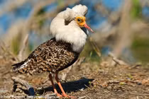 Tập tính sinh sản kỳ lạ của chim dẽ lớn trong tự nhiên