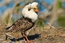 Tập tính sinh sản kỳ lạ của chim dẽ lớn trong tự nhiên