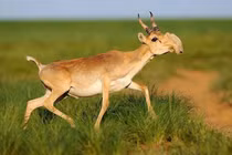 Vẻ ngoài gây sốc của loài linh dương duy nhất có vòi 