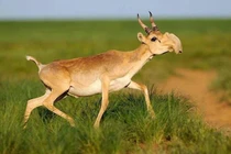 Vẻ ngoài gây sốc của loài linh dương duy nhất có vòi 