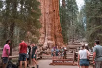Thế giới kỳ diệu của cây lớn nhất Trái Đất - General Sherman