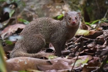 Tận mục loài cầy được mệnh danh “vua săn rắn” của Việt Nam 