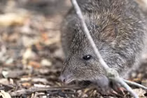 Loài thú nhỏ bé, cổ xưa đóng vai trò quan trọng trong rừng Australia