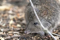 Loài thú nhỏ bé, cổ xưa đóng vai trò quan trọng trong rừng Australia