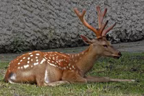 Ngắm 'thần thú' tuyệt đẹp đã tuyệt chủng ở Việt Nam