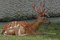 Ngắm 'thần thú' tuyệt đẹp đã tuyệt chủng ở Việt Nam