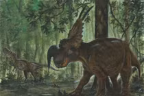 Khám phá Einiosaurus: Loài khủng long sừng đặc trưng của kỷ Phấn Trắng