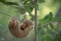 Khám phá loài thú ăn kiến nhỏ nhất thế giới