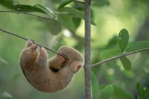 Khám phá loài thú ăn kiến nhỏ nhất thế giới