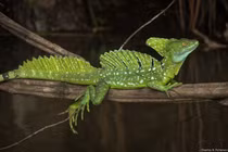 Khám phá nhông buồm xanh, loài bò sát kỳ diệu của rừng nhiệt đới