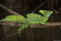 Khám phá nhông buồm xanh, loài bò sát kỳ diệu của rừng nhiệt đới