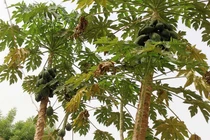 Giải mã điều thú vị về cây đu đủ dưới góc nhìn khoa học