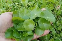 Vì sao rau má trở thành tâm điểm nghiên cứu của giới khoa học toàn cầu?