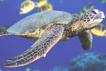 Sự thật khó tin về loài đồi mồi dứa Việt Nam 