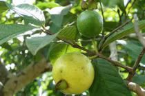 Sự thật ít biết về cây ổi, loài cây nhiệt đới giàu giá trị