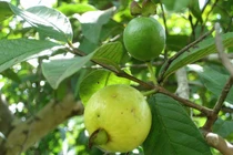 Sự thật ít biết về cây ổi, loài cây nhiệt đới giàu giá trị