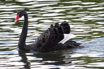 Tiết lộ thú vị về loài chim nặng 15 kg, biểu tượng của tình yêu vĩnh cửu