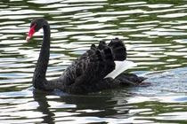 Tiết lộ thú vị về loài chim nặng 15 kg, biểu tượng của tình yêu vĩnh cửu