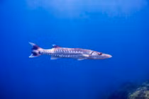 Loài cá được mệnh danh 'sát thủ đại dương', là món ngon trong ẩm thực