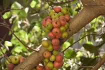 Cây sung quen thuộc nhưng chứa bí mật sinh học ít người biết