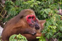 Bí mật loài khỉ mặt đỏ kỳ lạ nhất rừng Việt Nam