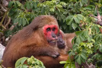 Bí mật loài khỉ mặt đỏ kỳ lạ nhất rừng Việt Nam