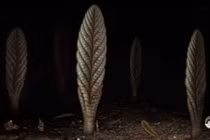 Khám phá sinh vật cổ đại Charnia khiến khoa học bối rối hàng thế kỷ