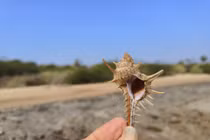 'Kiệt tác gai góc' của đại dương và bí mật màu tím hoàng gia