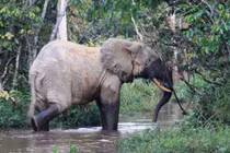 Voi rừng châu Phi, loài nhỏ nhưng quan trọng của hệ sinh thái