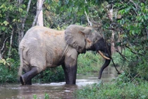 Voi rừng châu Phi, loài nhỏ nhưng quan trọng của hệ sinh thái