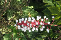 Cây mắt búp bê: Vẻ đẹp độc đáo nhưng đầy nguy hiểm