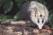 Loài nhím không gai độc đáo tại rừng nhiệt đới Đông Nam Á