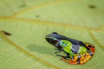 Sự kỳ diệu của ếch Mantella hoa Madagascar