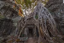 Kinh ngạc ngôi đền Khmer bị cây cổ thụ phủ kín