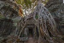 Kinh ngạc ngôi đền Khmer bị cây cổ thụ phủ kín