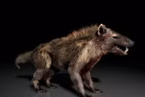 Khám phá Hyaenodon – Loài thú săn mồi đáng sợ nhất lịch sử