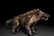 Khám phá Hyaenodon – Loài thú săn mồi đáng sợ nhất lịch sử