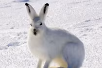 Khám phá loài thỏ Bắc Cực sống nơi khắc nghiệt nhất thế giới