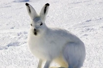 Khám phá loài thỏ Bắc Cực sống nơi khắc nghiệt nhất thế giới