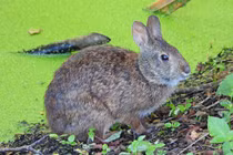 Thỏ đầm lầy gây bất ngờ với khả năng biết bơi giữa vùng đất ngập nước