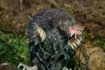 Sinh vật có chiếc mũi như ngôi sao, khả năng “nhìn” bằng xúc giác