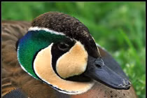 Vịt Baikal - kiệt tác màu sắc hiếm có của thế giới tự nhiên